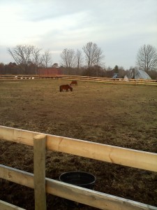 ponies in the pasture