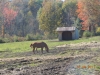 run in shed